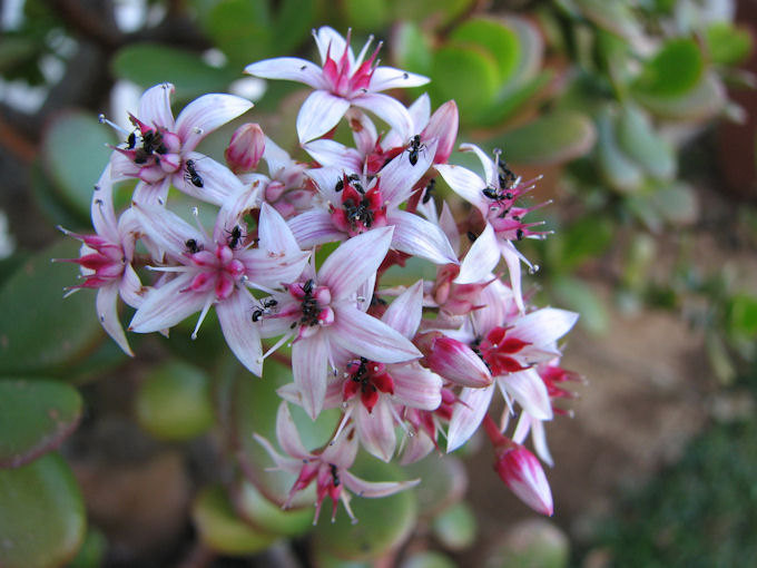Crassula